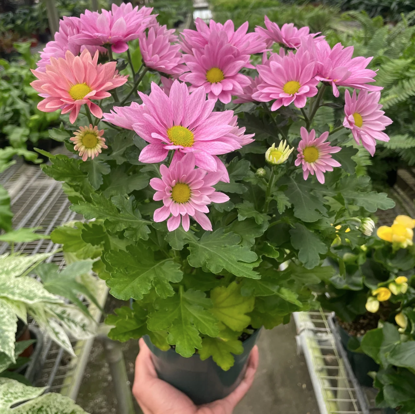 Screenshot 2026-03-26 at 5.28.04 PM.png