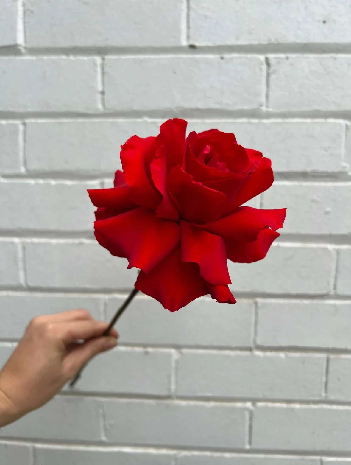 Single Stem Rose