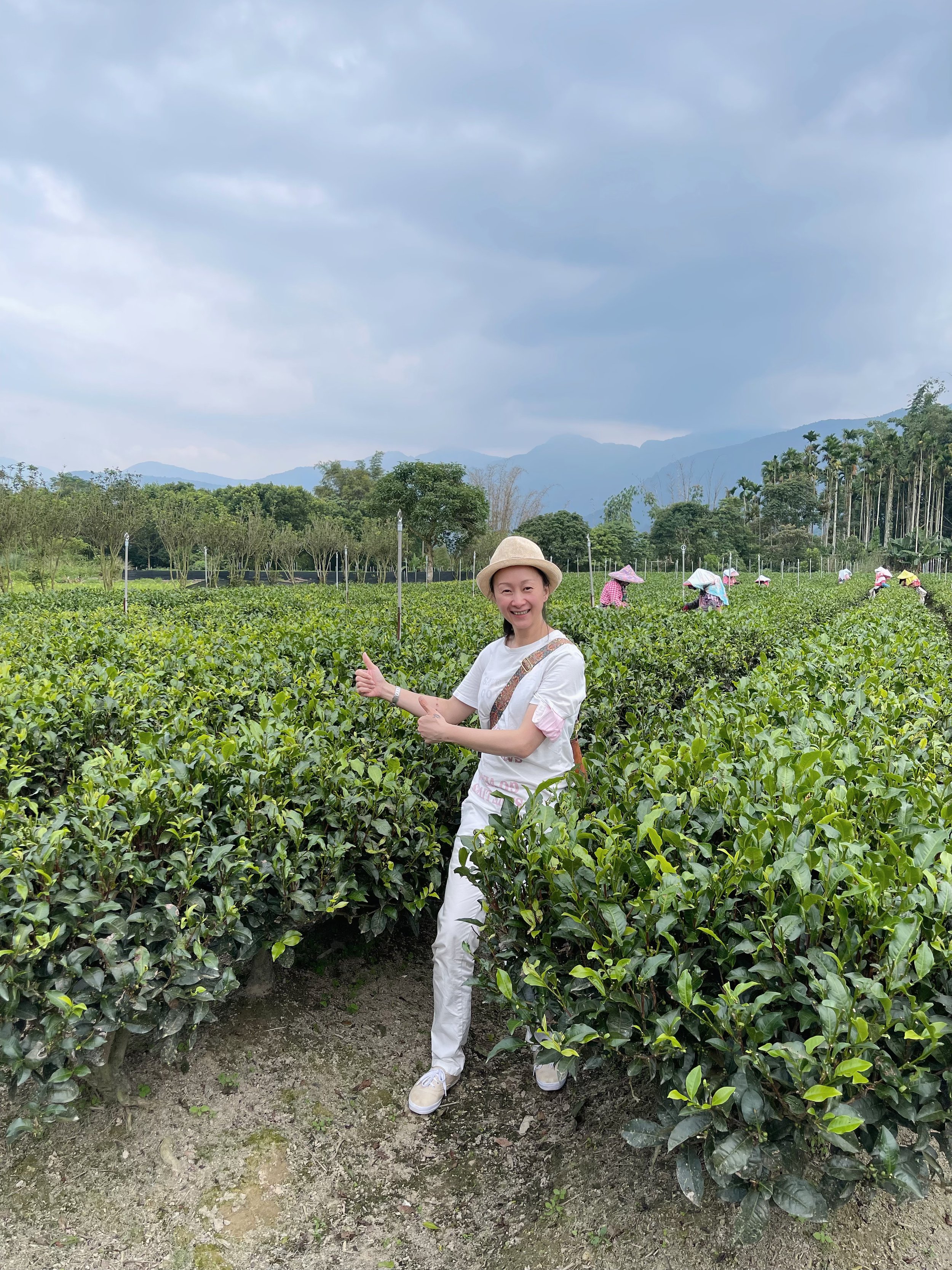 Meishan at Yuchi tea plantation.jpg