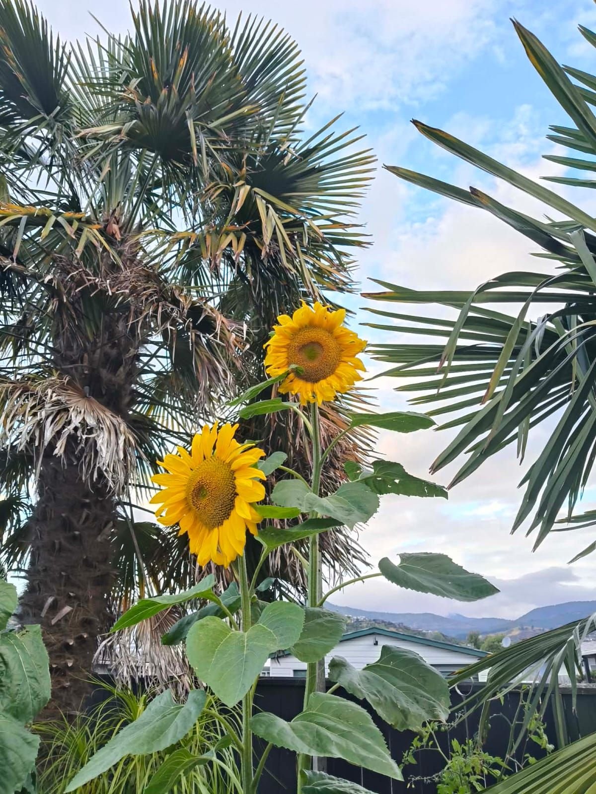Sunflower Competition at Head Office