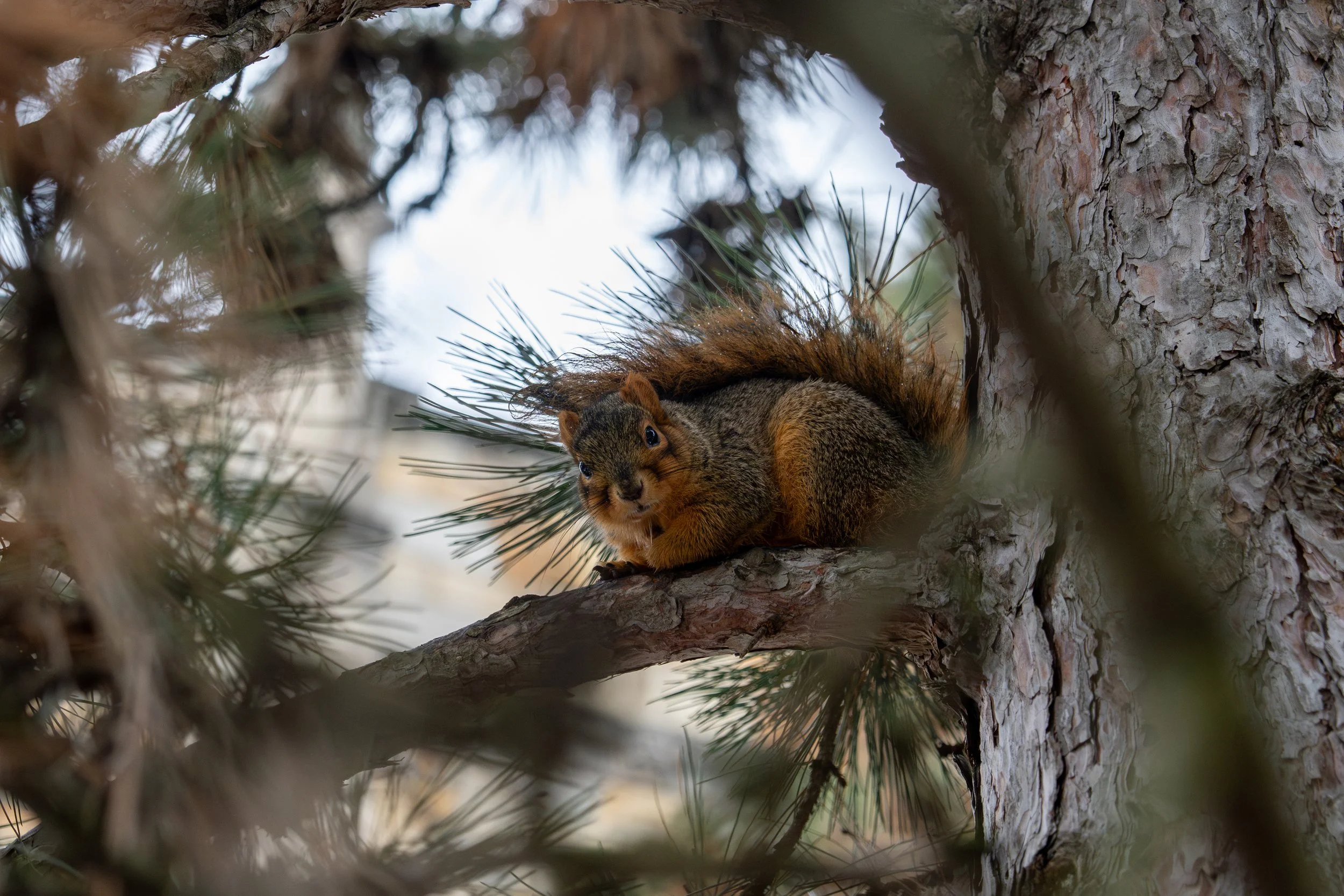 squirrel-36.JPG