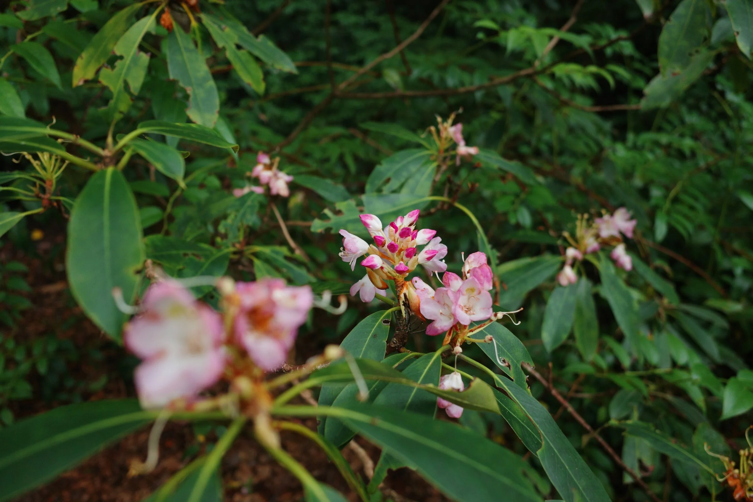 R0001616.JPG