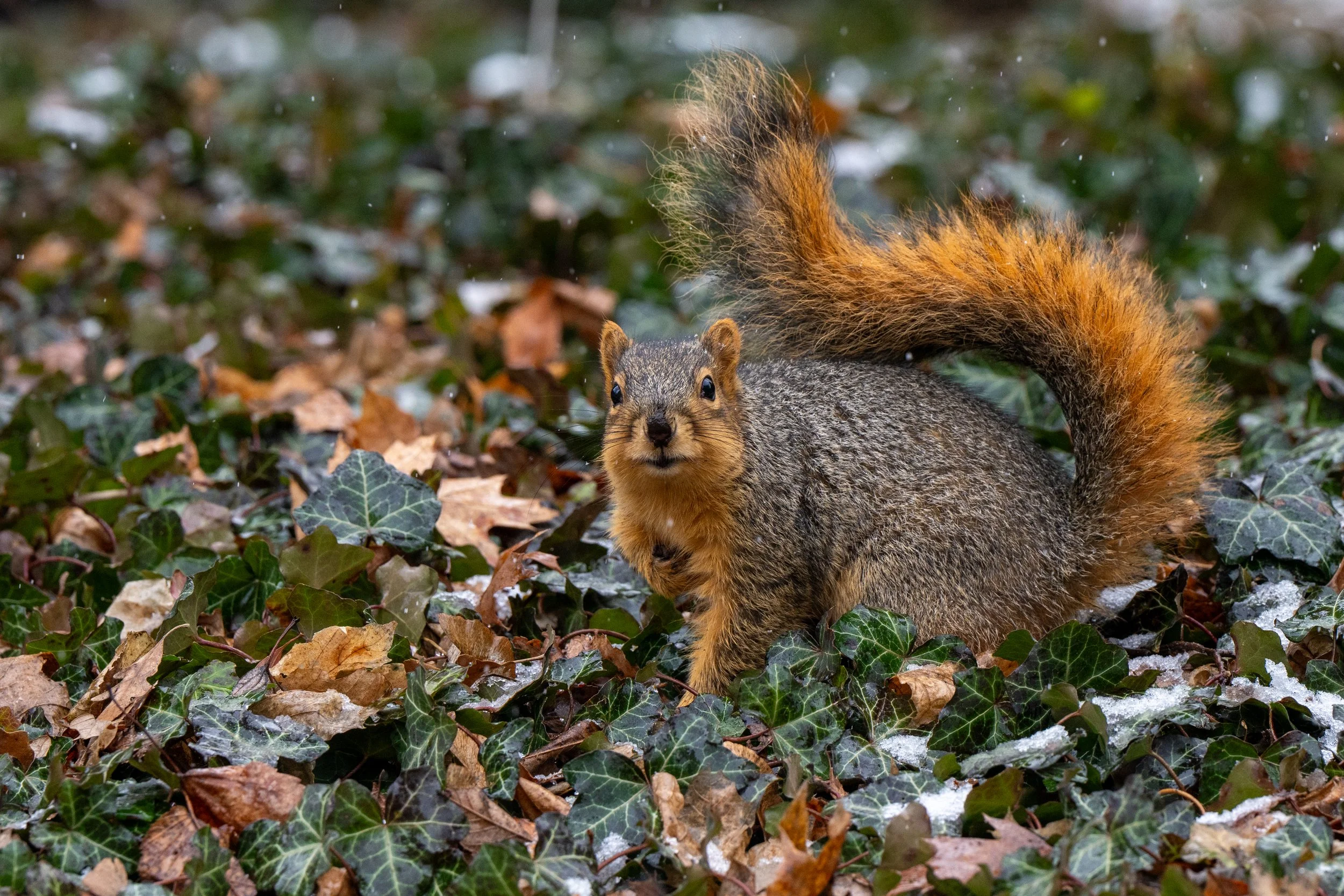 squirrel-23.JPG