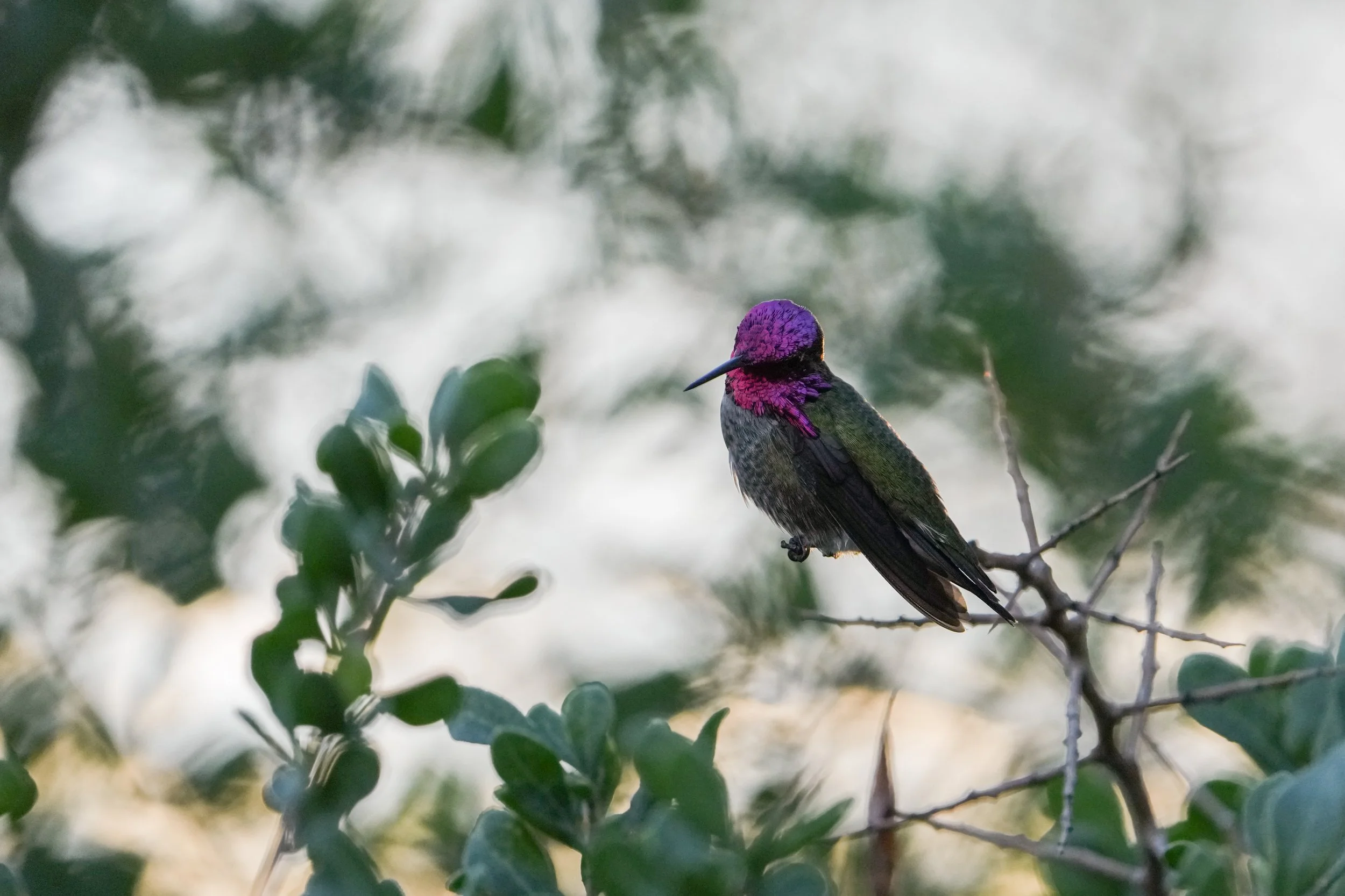 birds-60.jpg