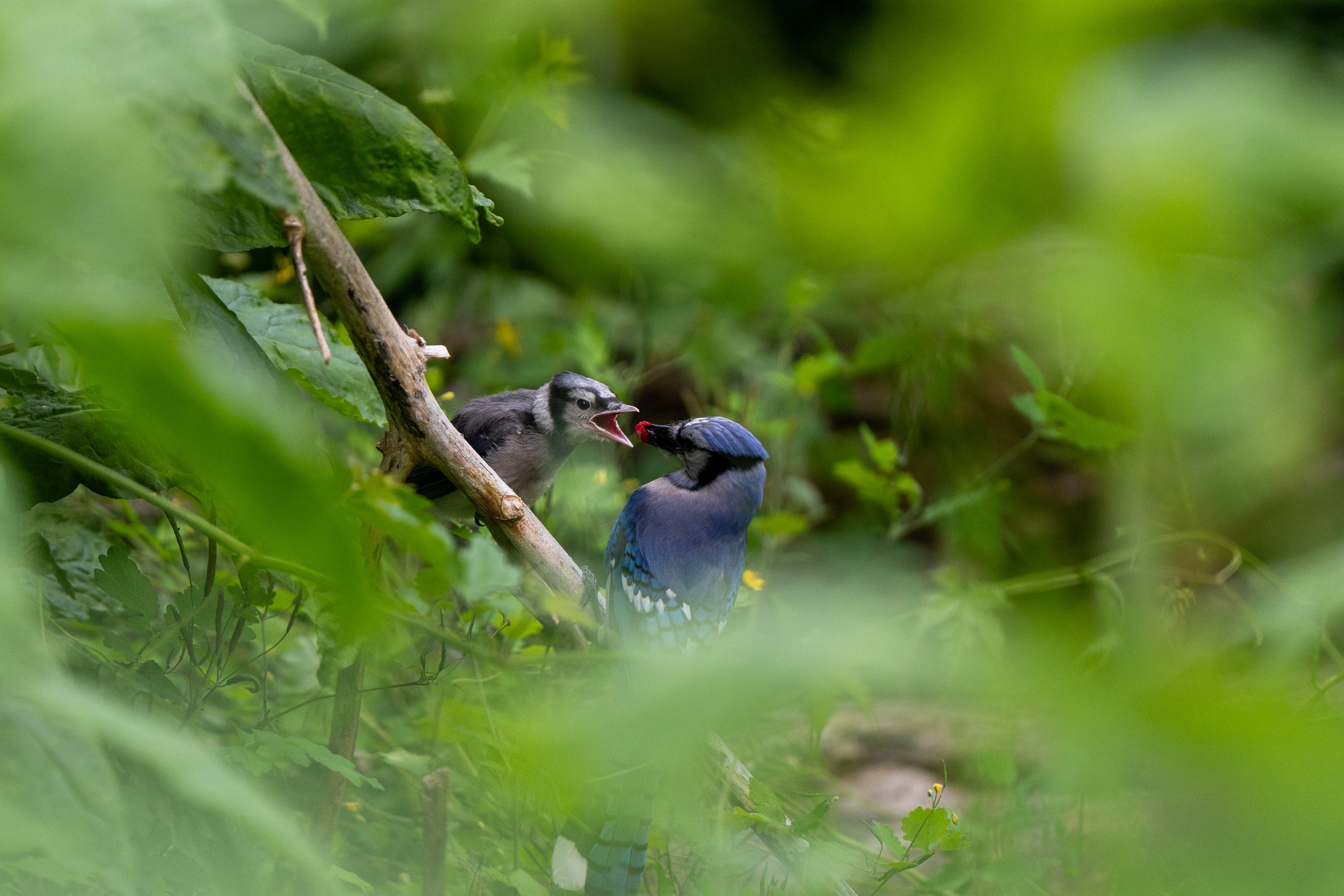 bird with luke (10 of 40).jpg