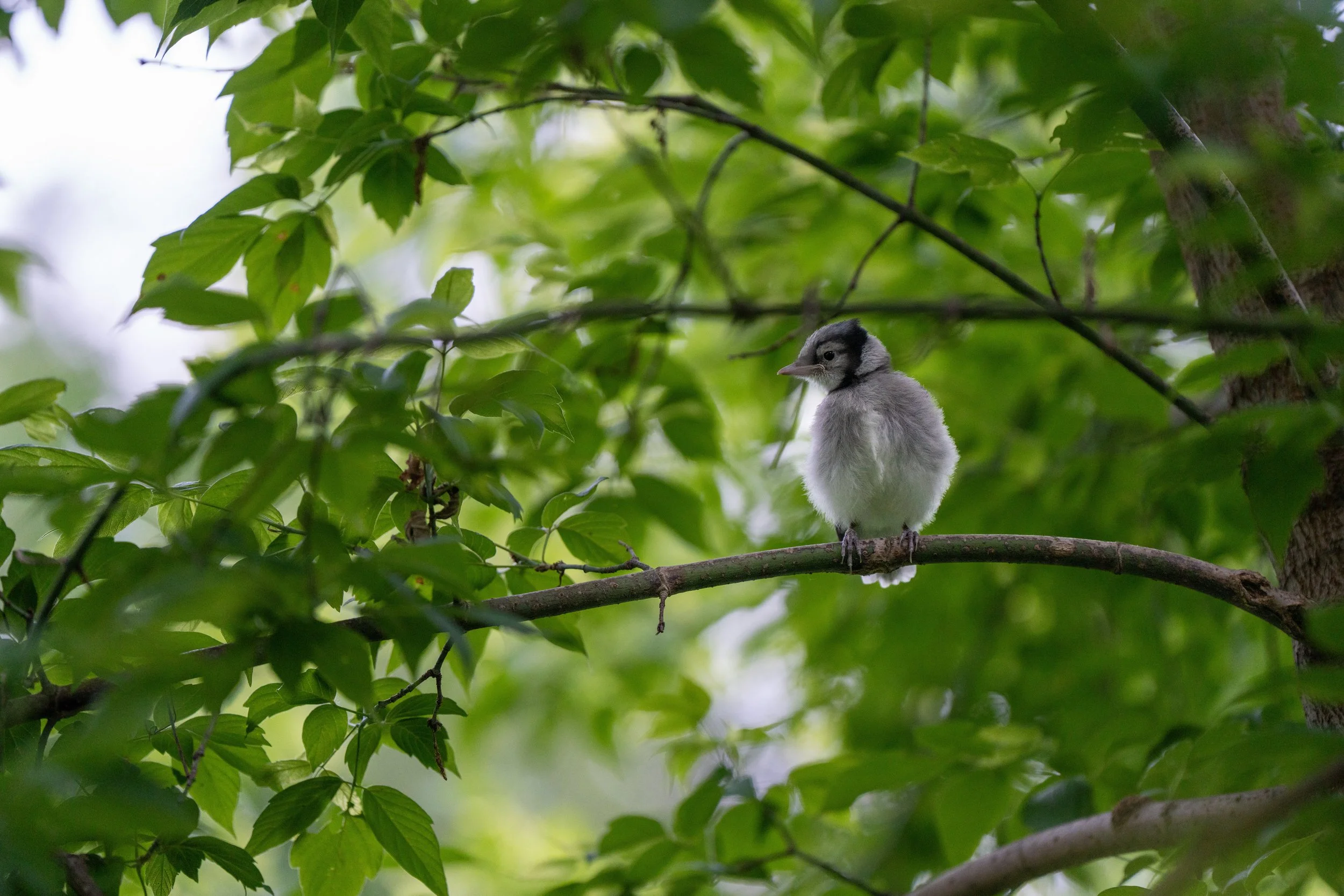 bird with luke (30 of 40).jpg