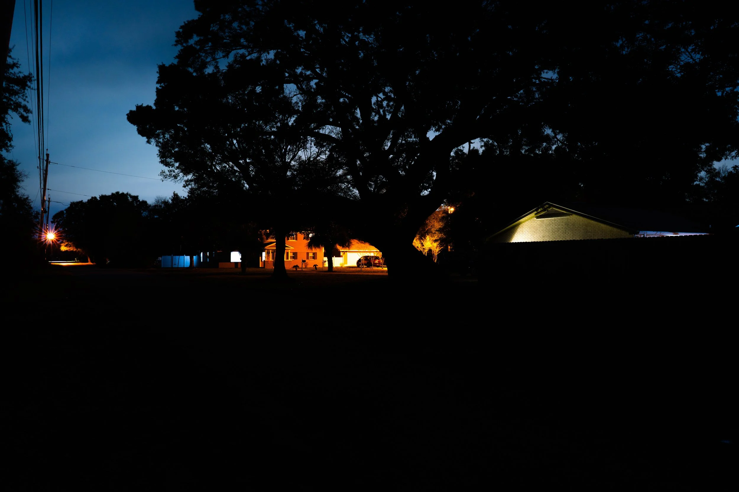 Oak Against Night on East Bayshore