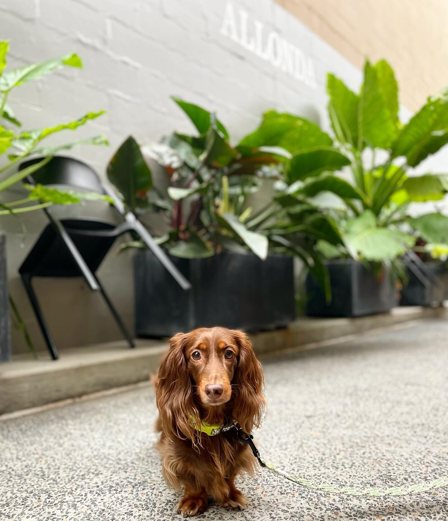 Did you know that our outdoor area is doggo friendly?
Follow the example of @spennyandthecity and bring your fur babies to join us for an afternoon drink or a delicious meal!

Who knows, they may be next to be featured on the next #dogsofallonda