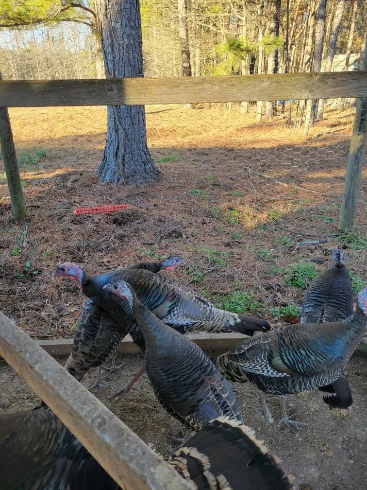 Turkey for sale. — Turkey Strut Farm