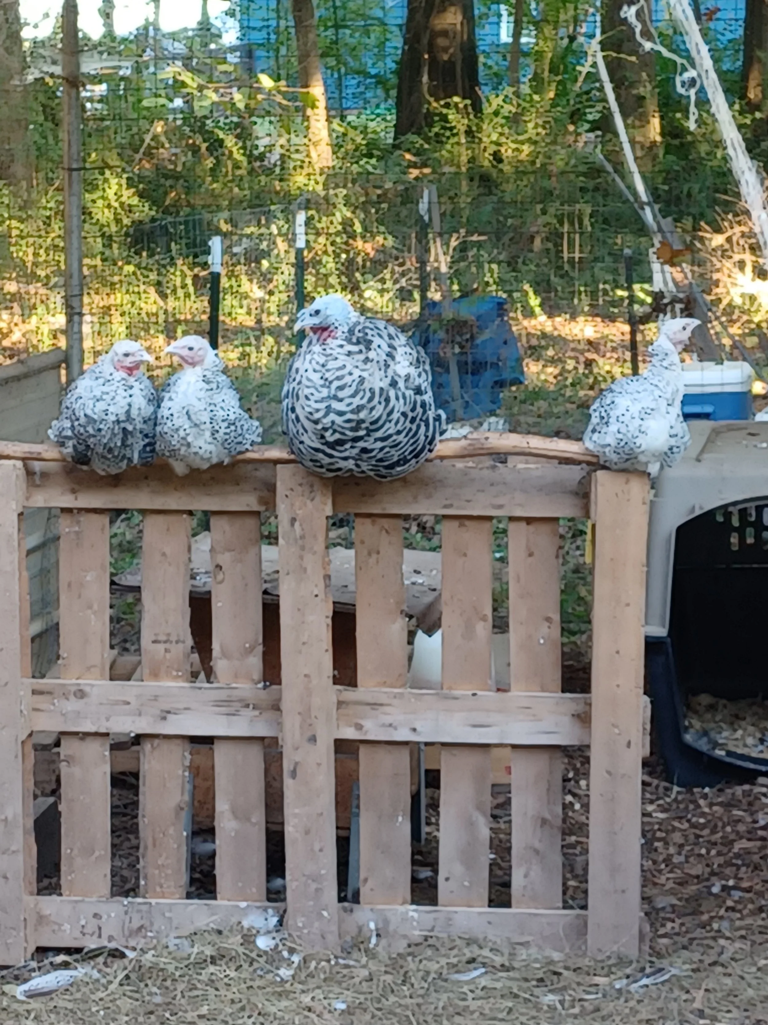 Turkeys R Us — Turkey Strut Farm
