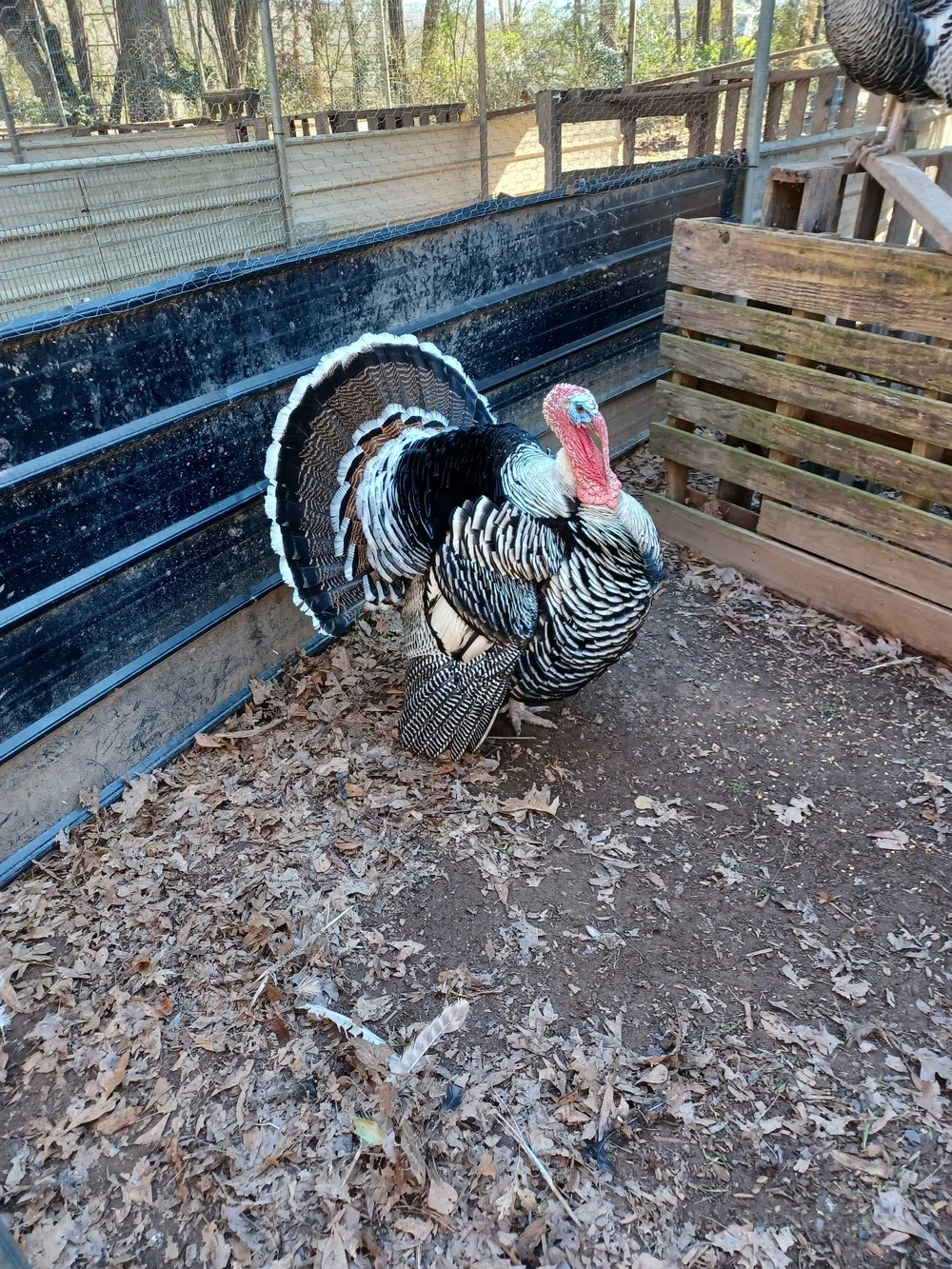 Turkey Strut Farm
