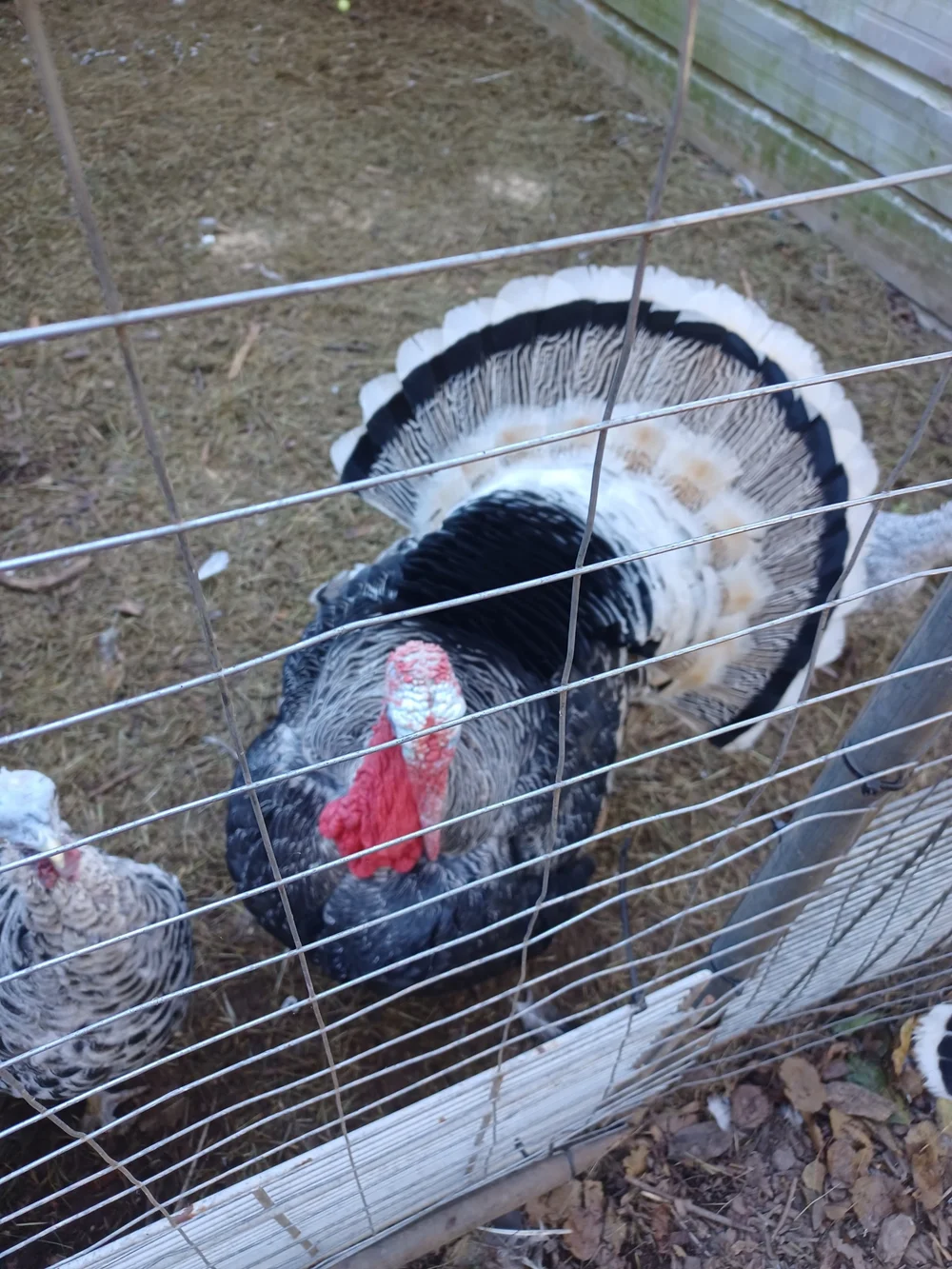 Turkey Strut Farm