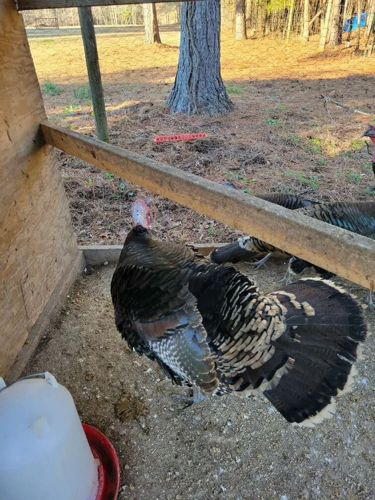 Turkey for sale. — Turkey Strut Farm