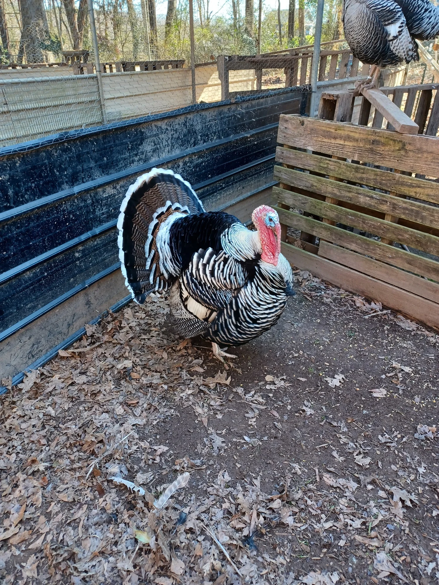 Turkey Strut Farm