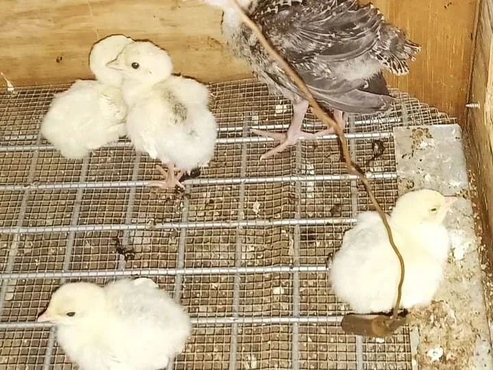 Turkeys R Us — Turkey Strut Farm