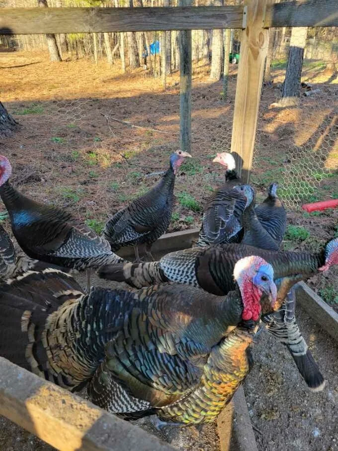 Eastern turkeys — Turkey Strut Farm