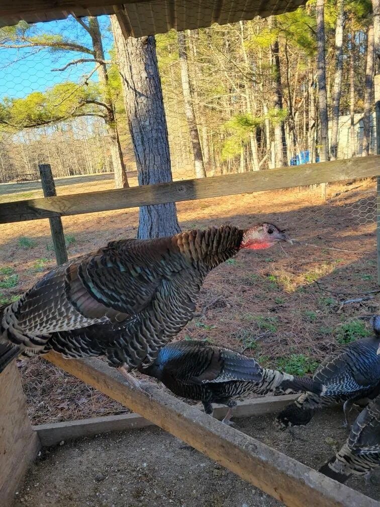 Turkeys for sale. Turkeys near me. Narragansett. Bourbon Red. Royal