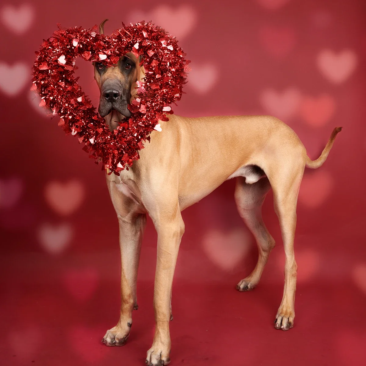 Great Dane photographed with a heart-shaped Valentine prop during a professional dog photography session in Niagara