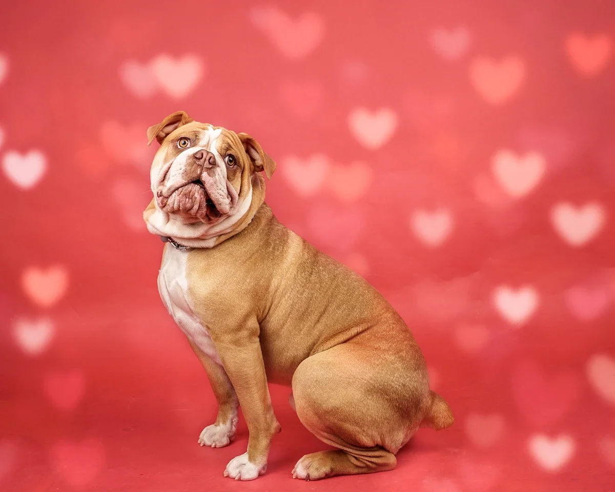 a Bull dog Valentines Day photo session