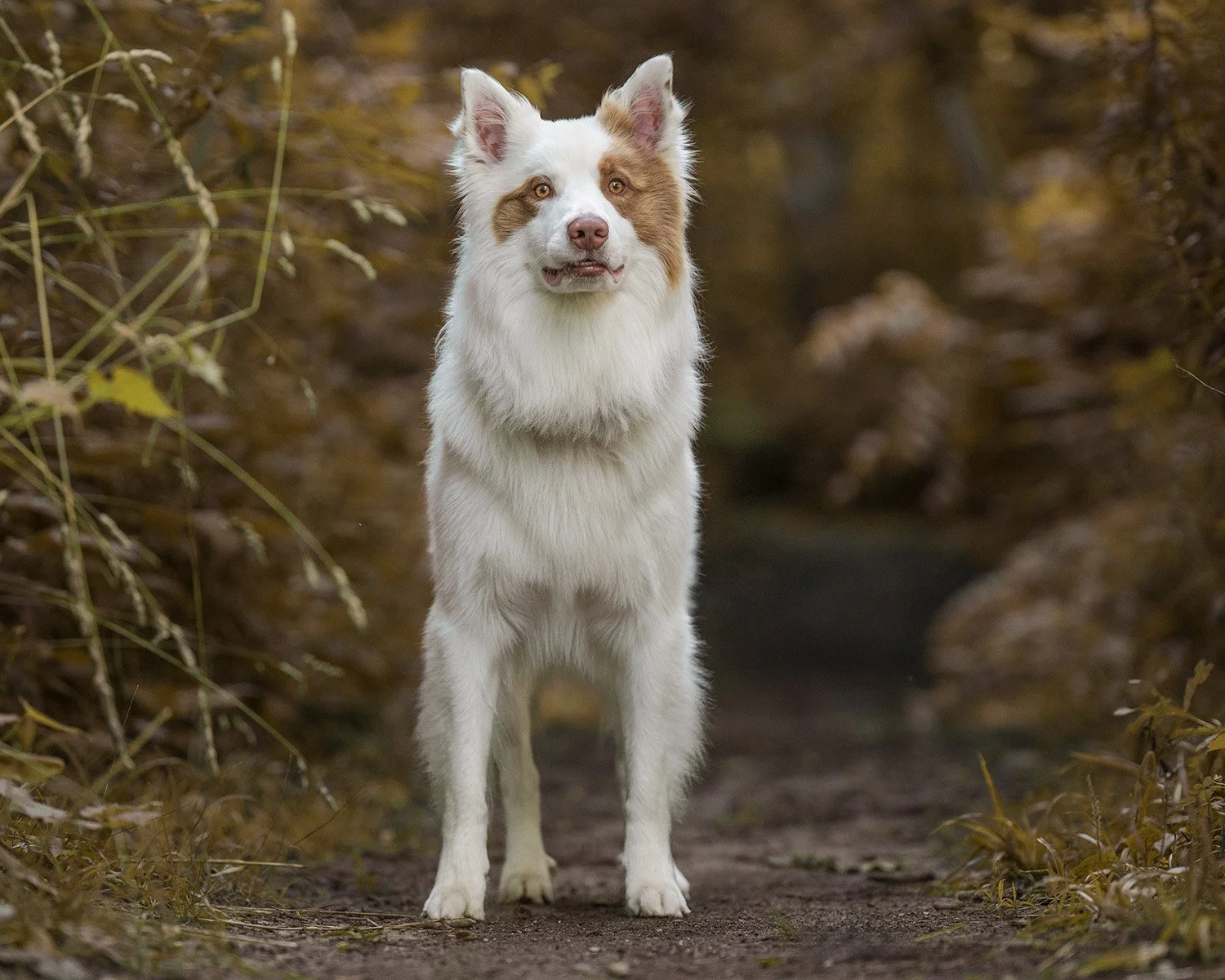 border-collie-wainfleet.jpg