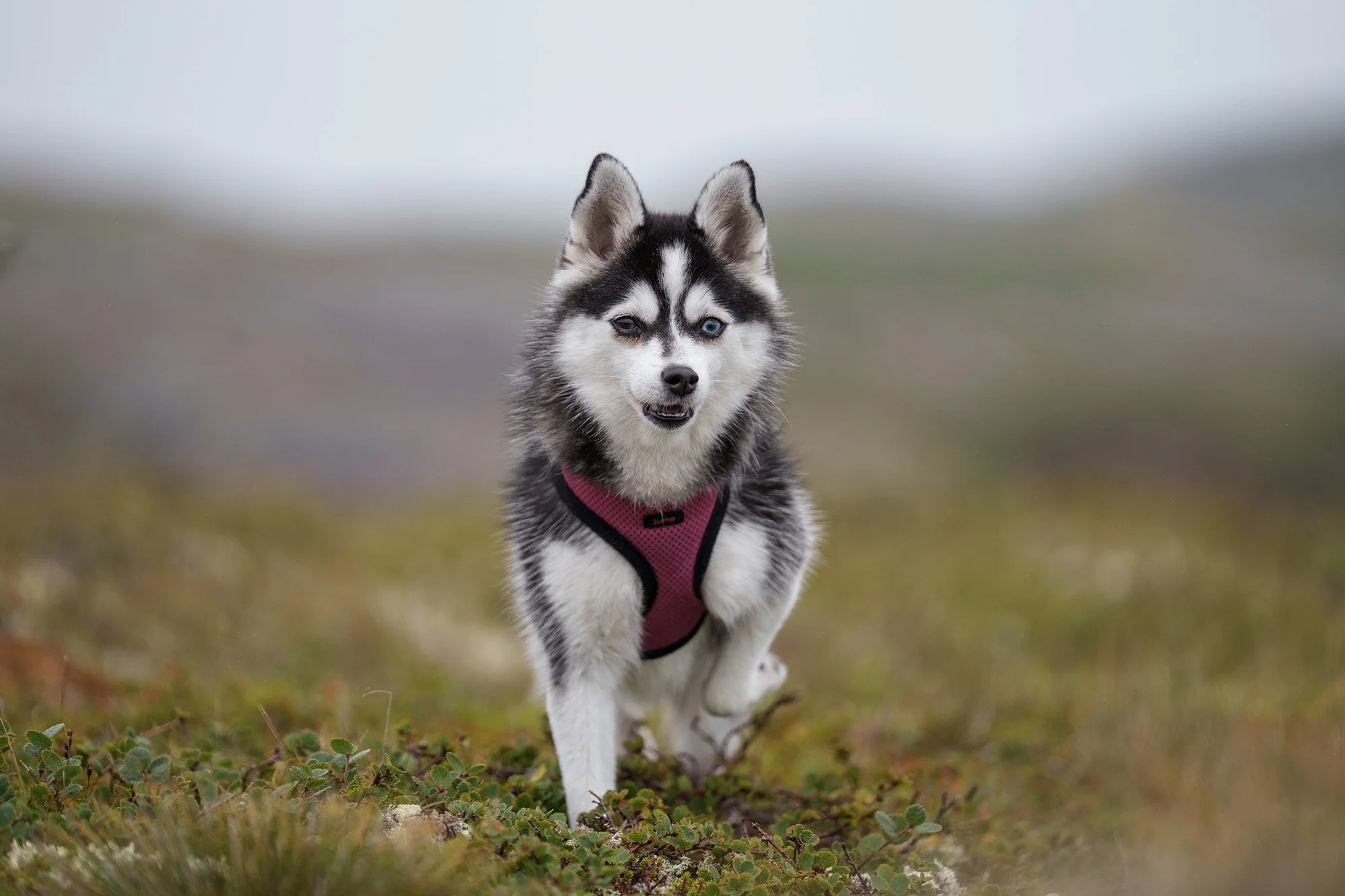 alaskan-klee-kai-dog-portrait-in-field.jpg
