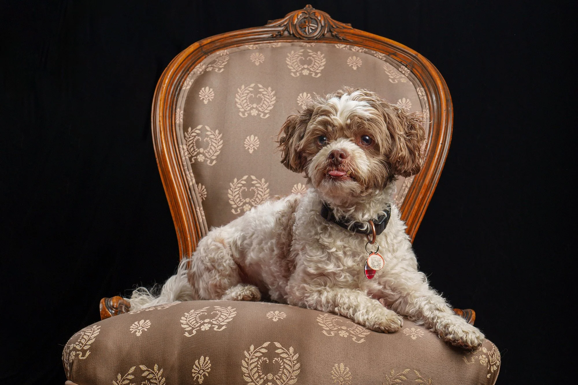 dog-portrait-in-studio-black-background.jpg
