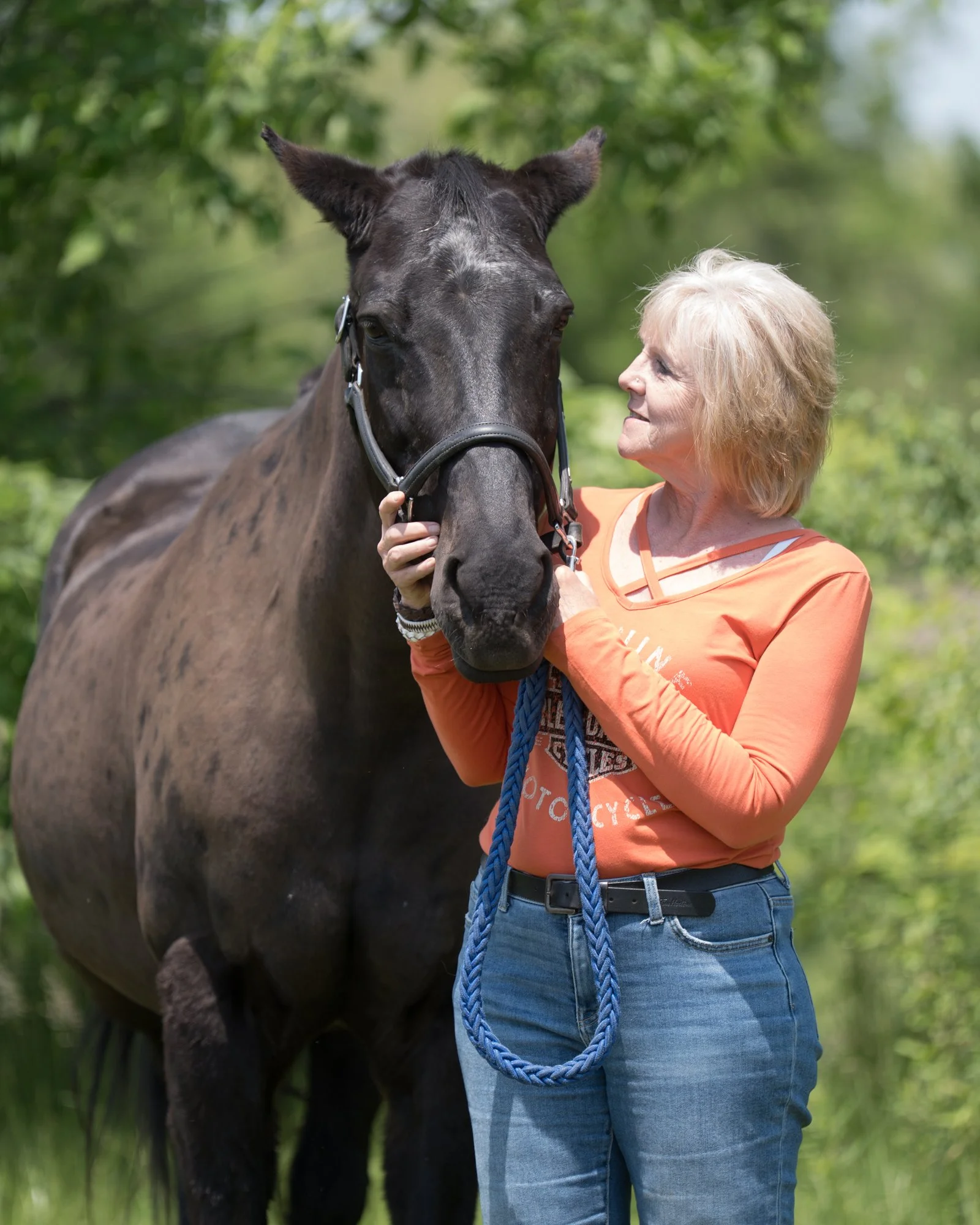 horse photograph niagara