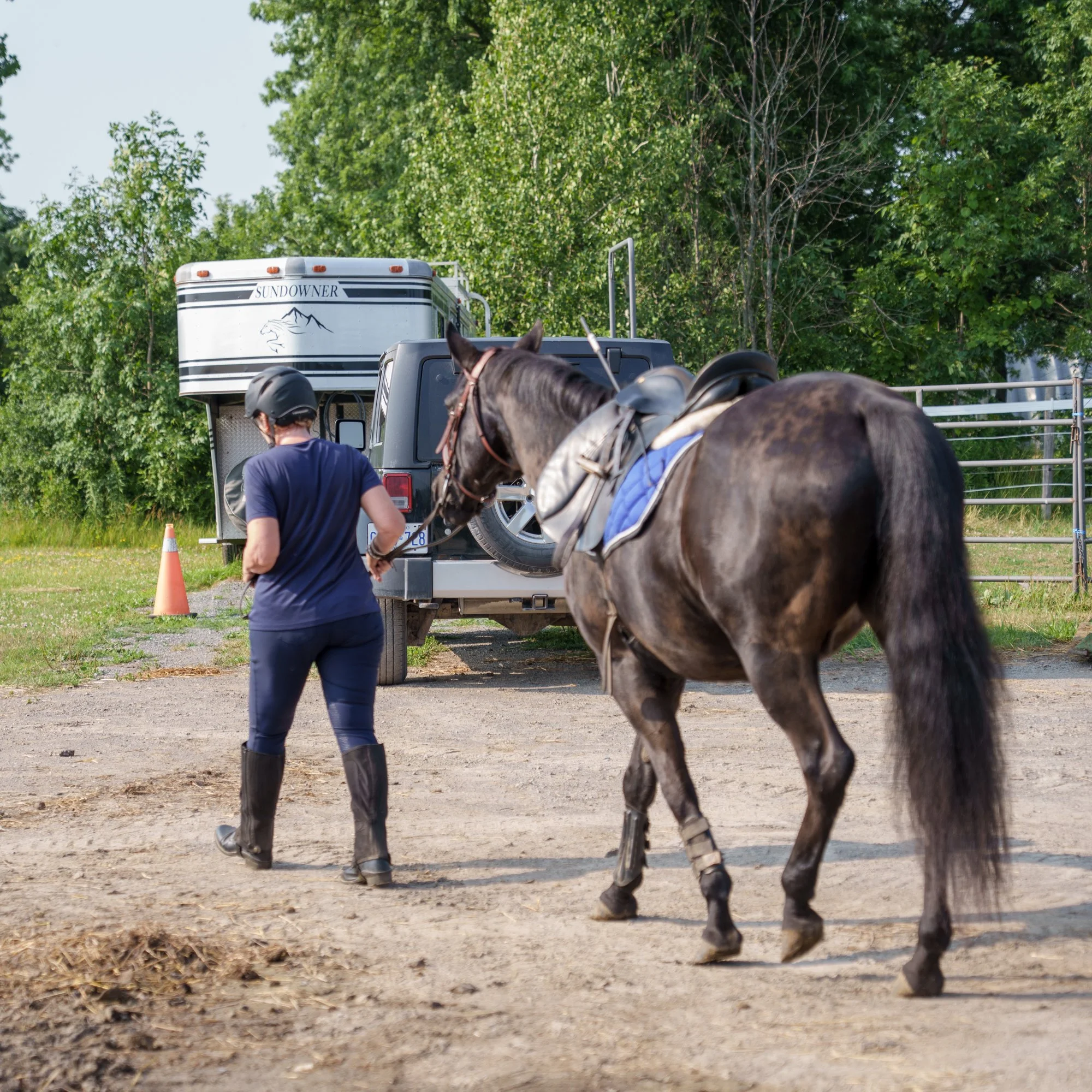 horse photograph niagara