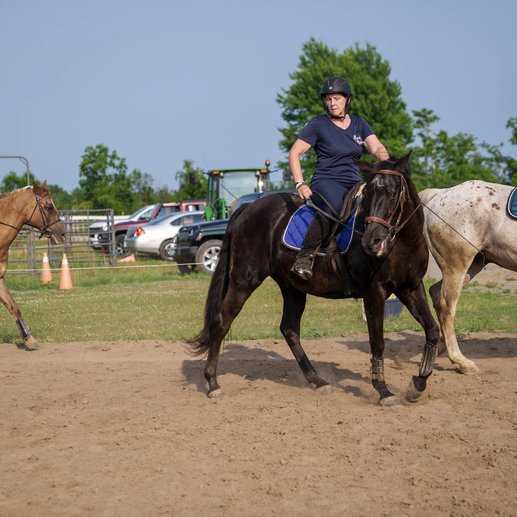 horse photograph niagara