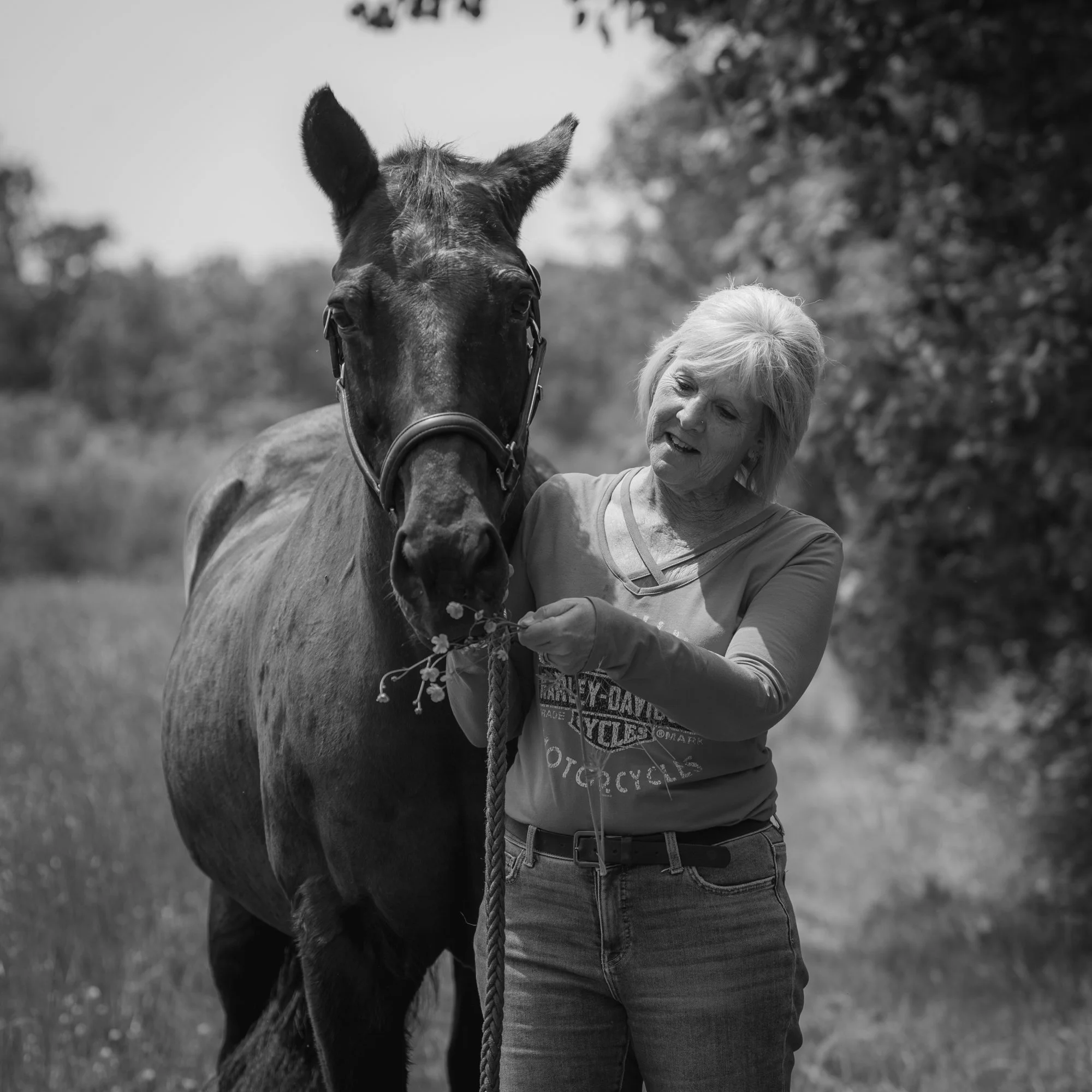 horse photograph niagara