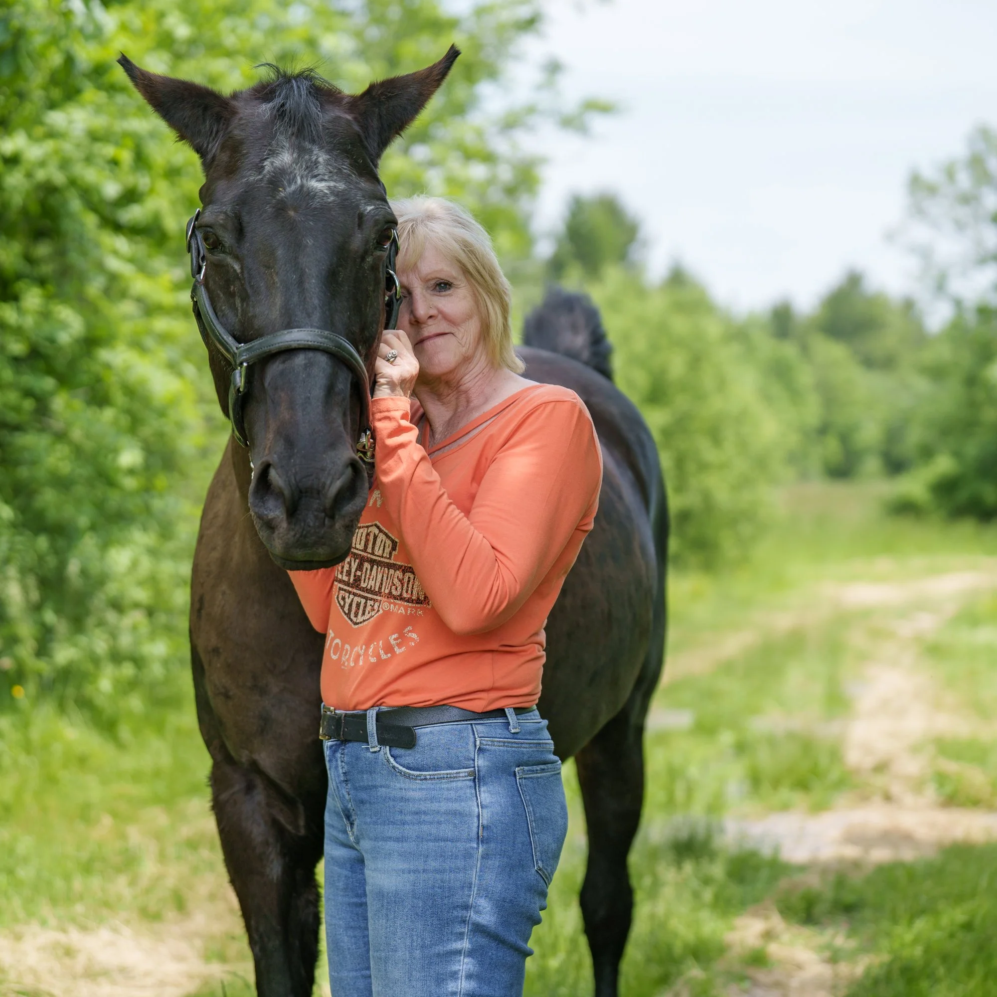 horse photograph niagara