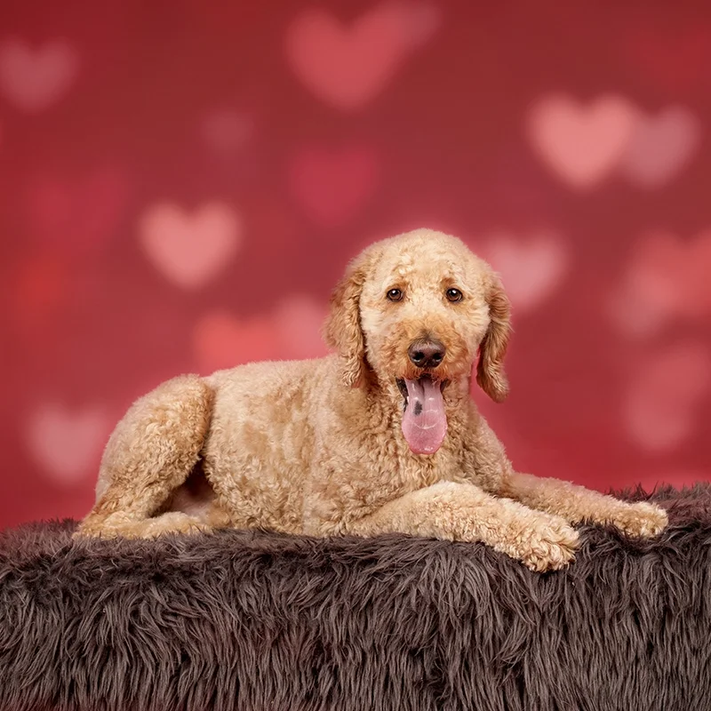 Golden-doodle-valentine-portrait.webp