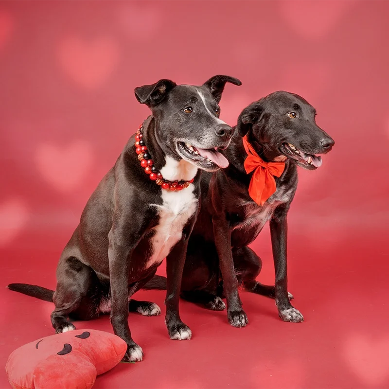 two-mix-breed-dog-portrait-valentine.webp