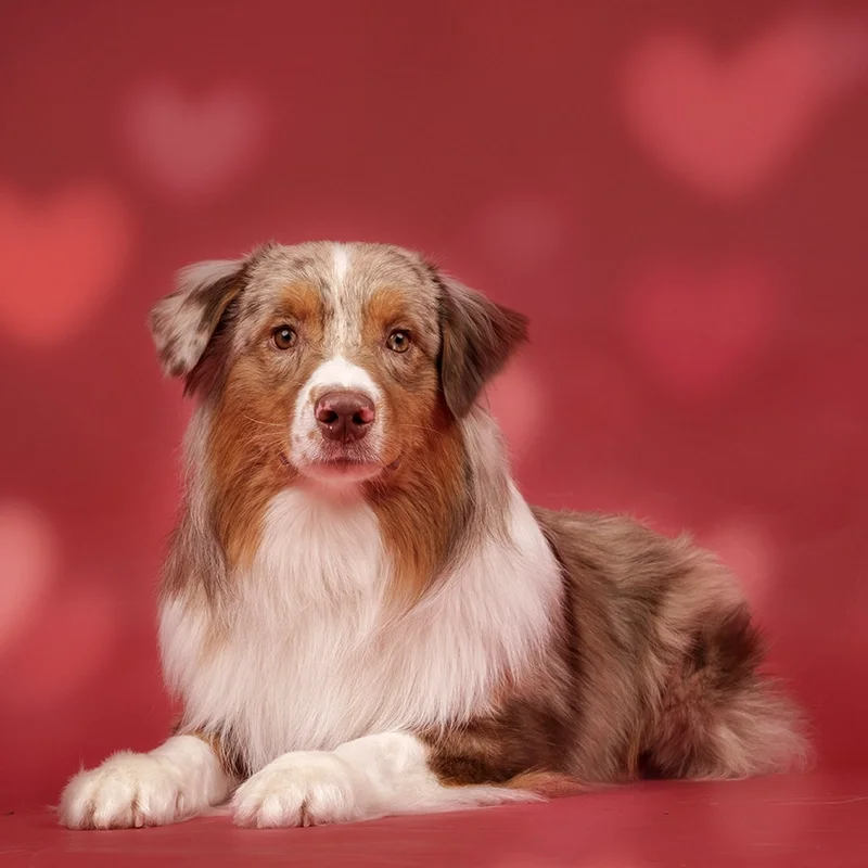 Aussie-valentine-portrait-formal.webp