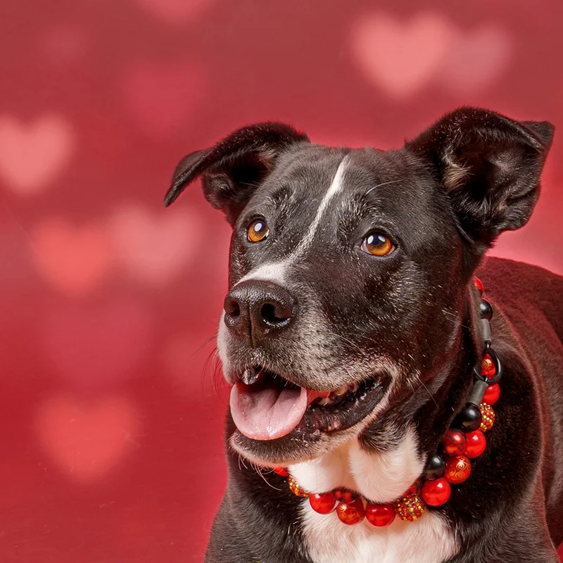 Pitbull-mix-valentine-portrait.webp