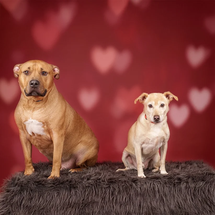 Staffordshire-terrier-portrait-valentines.webp
