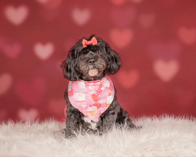 poodle-mix-valentine-portrait.webp