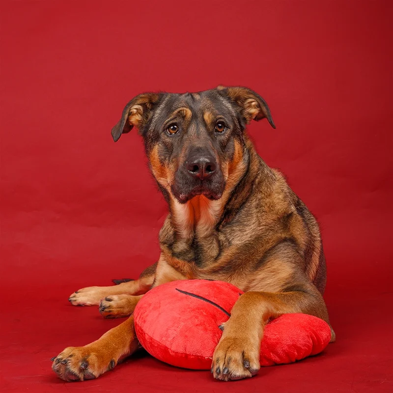 dog-valentine-pillow-portrait.webp