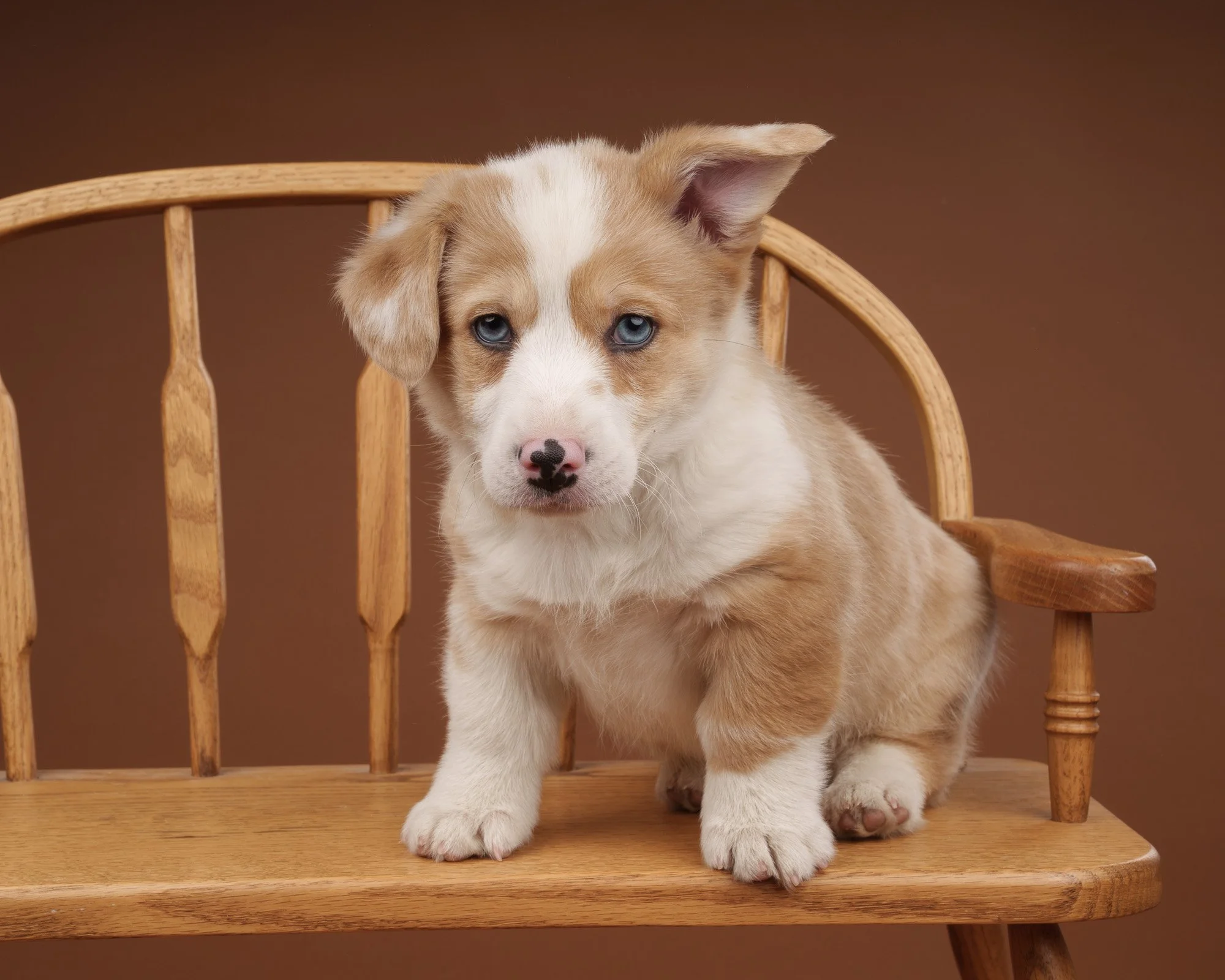 A Puppy Named Pickle -                    