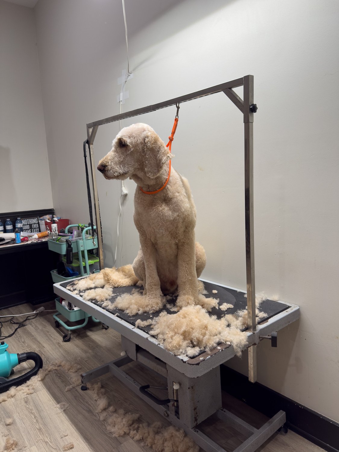 doodle-groomed-shirley-cove-als-country-mutts.jpg