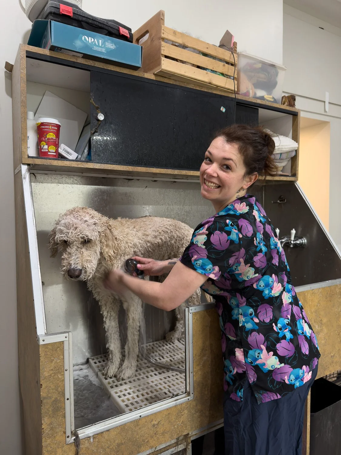 groomer-alex-washing-doodle.jpg