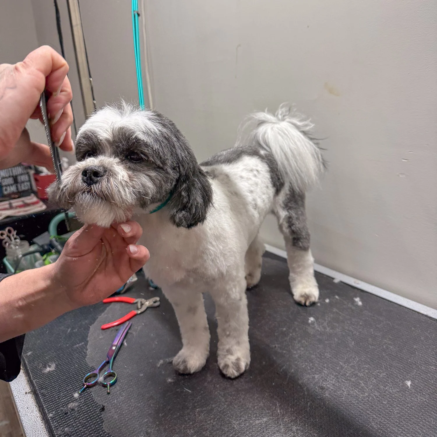 als-country-mutts-groomer-shirley-cove.jpg