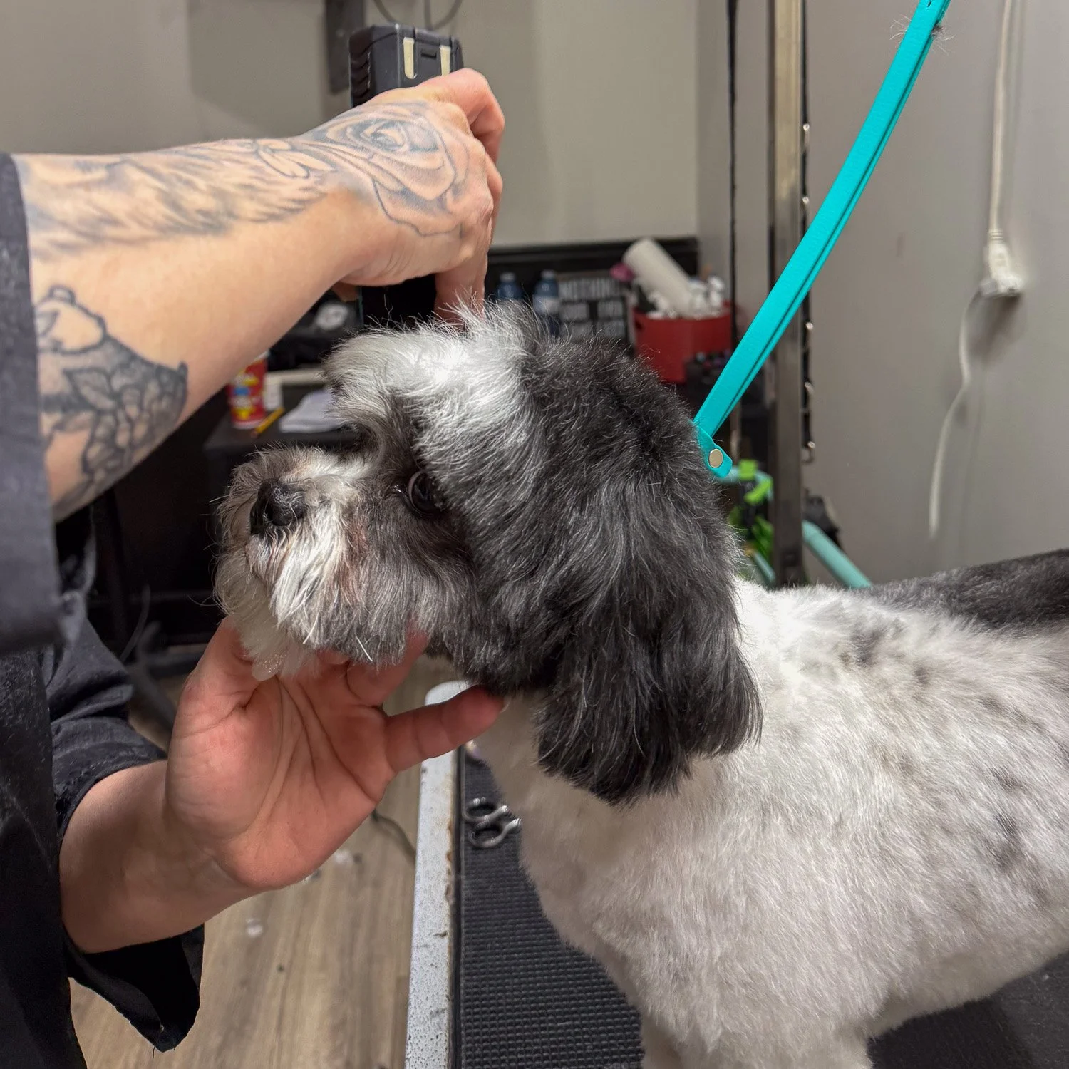 als-country-mutts-groomer-shirley-cove-photography.jpg