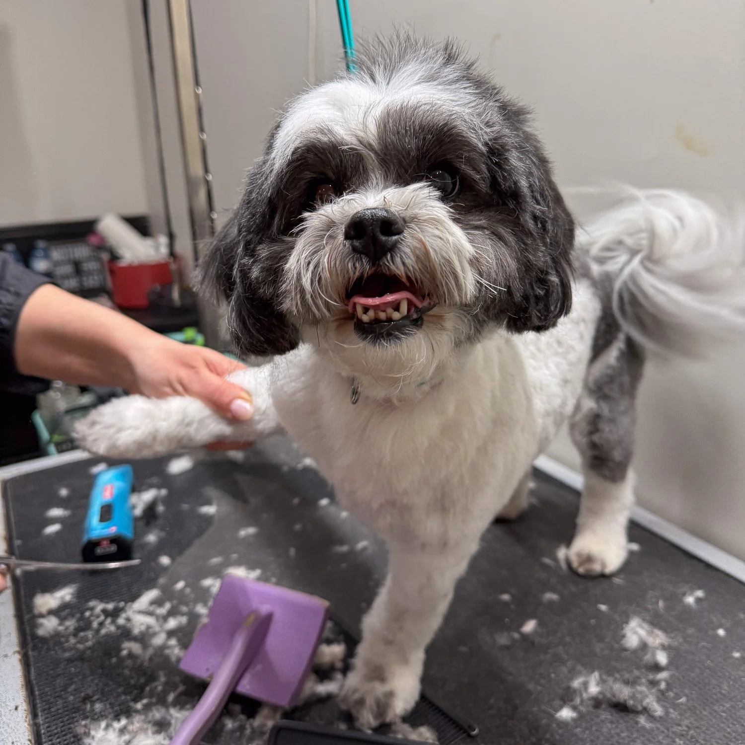 als-country-mutts-shih-tzu-grooming-shirley-cove-photography.jpg
