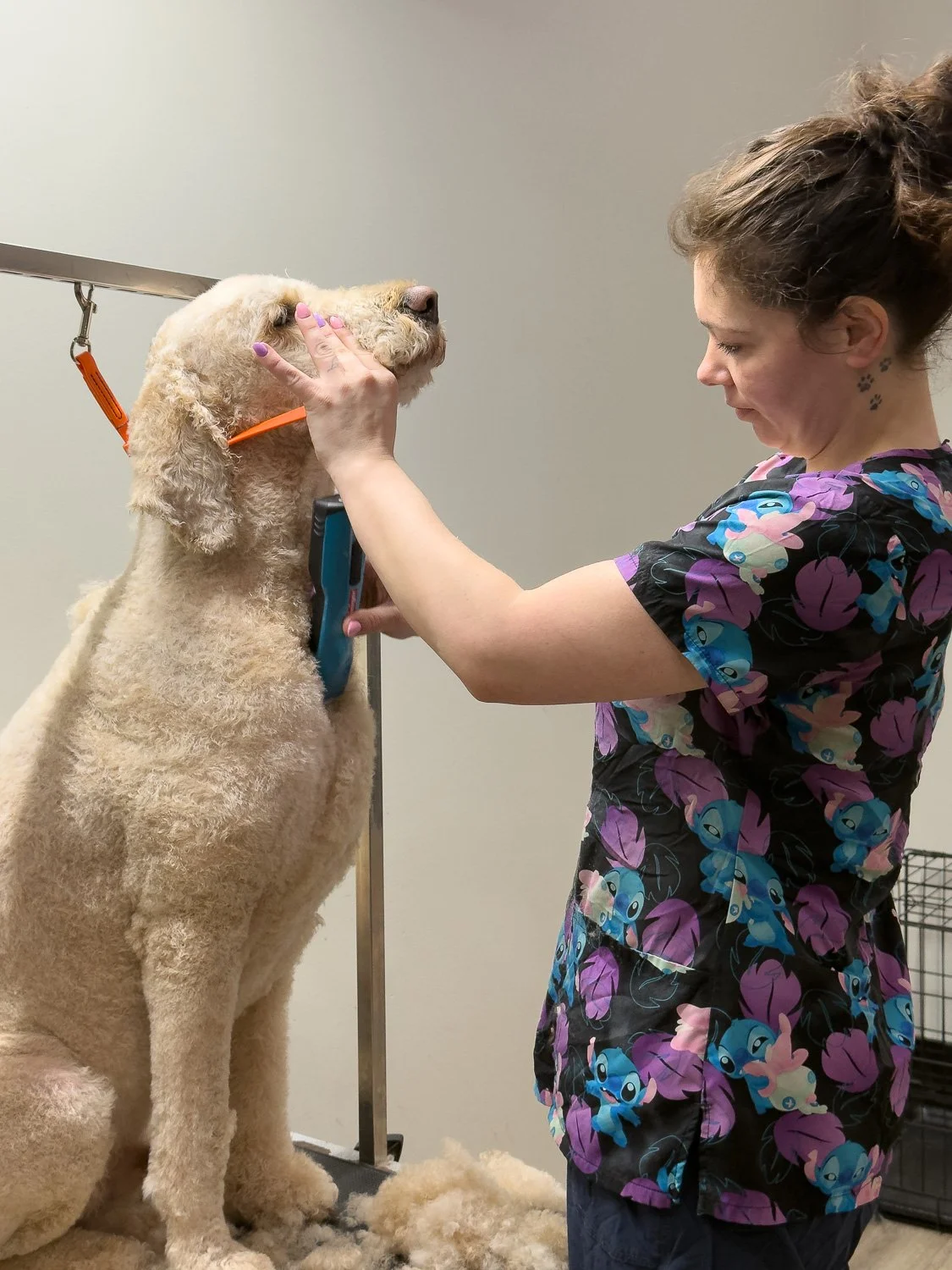 als-country-mutts-grooming-doodle-shirley-cove-photography.jpg