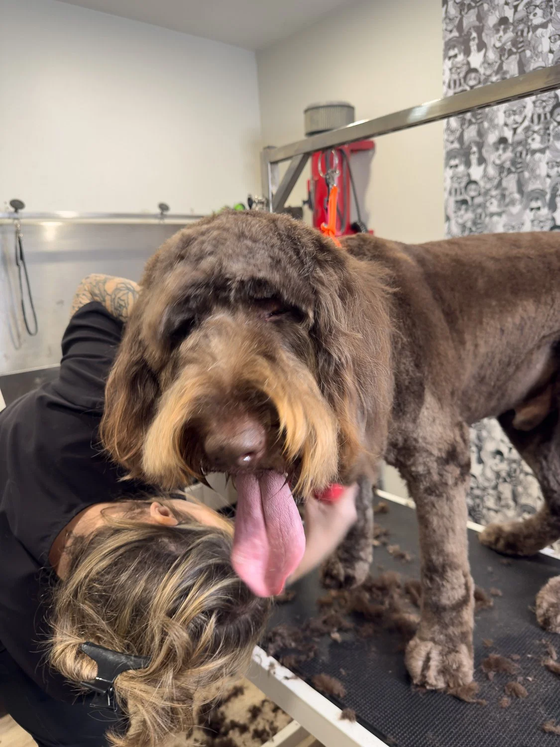 port-colborne-dog-groomer-doodle.jpg