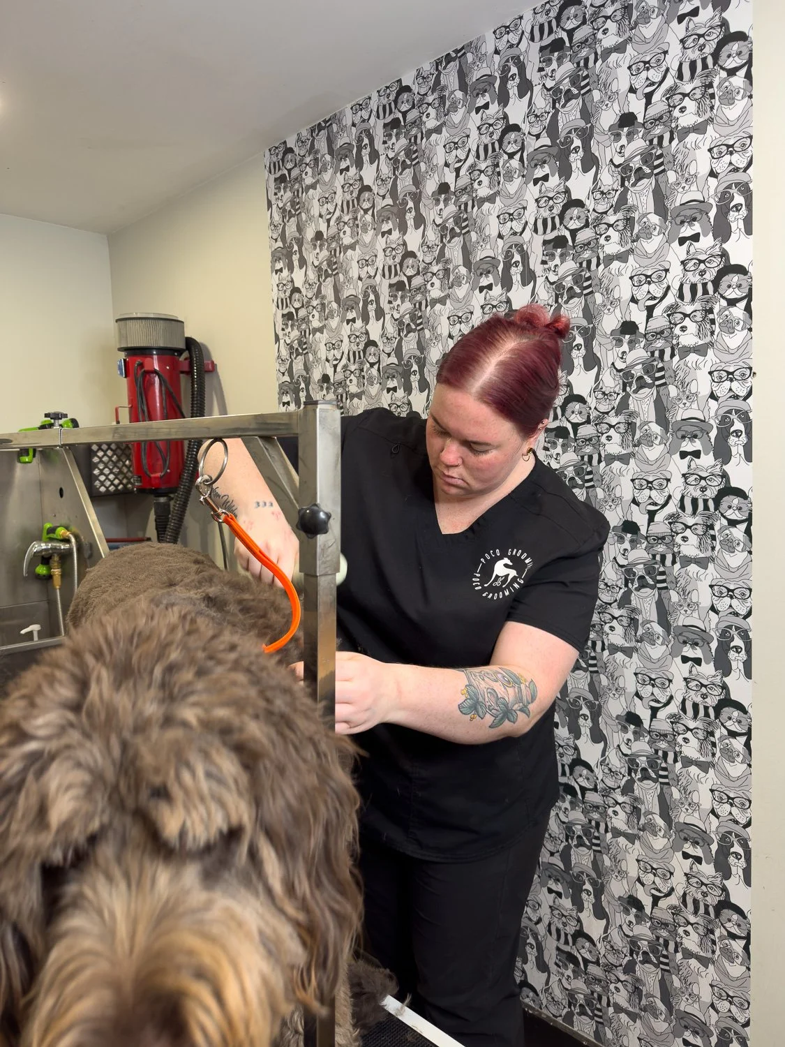 port-colborne-dog-groomers-doodle.jpg