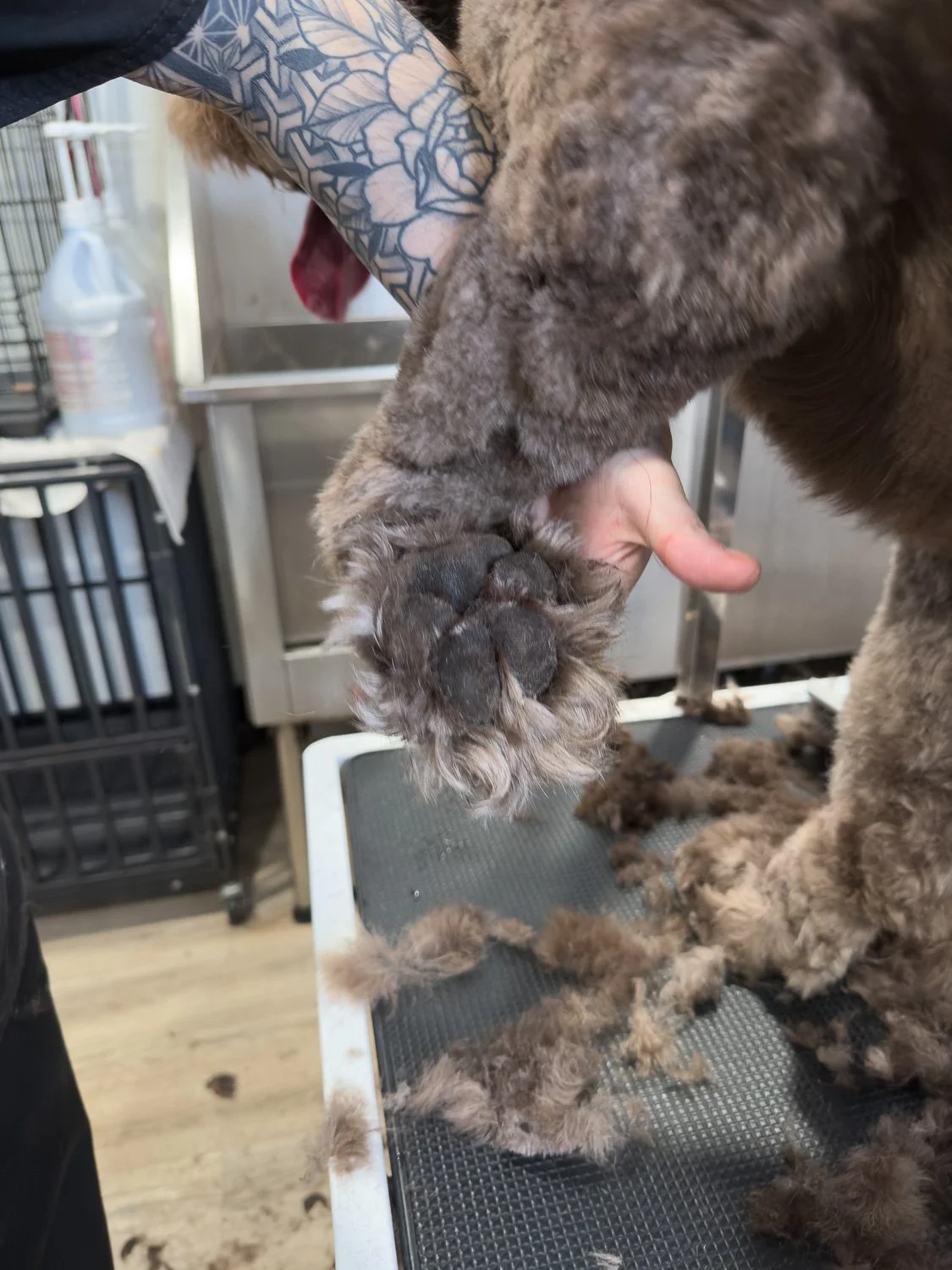 port-colborne-dog-groomer-doodle-paw.jpg
