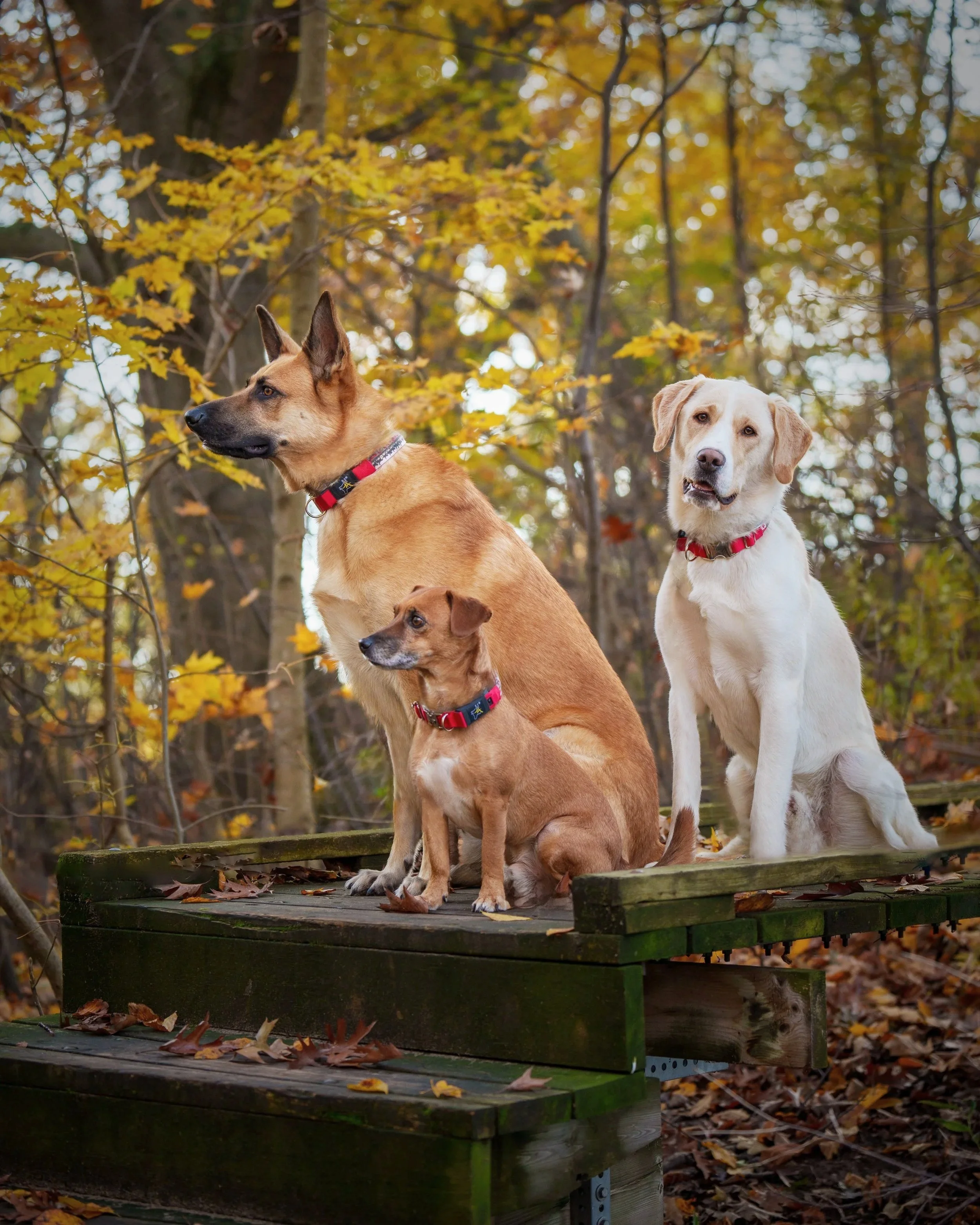 3 resues at Morgans Point