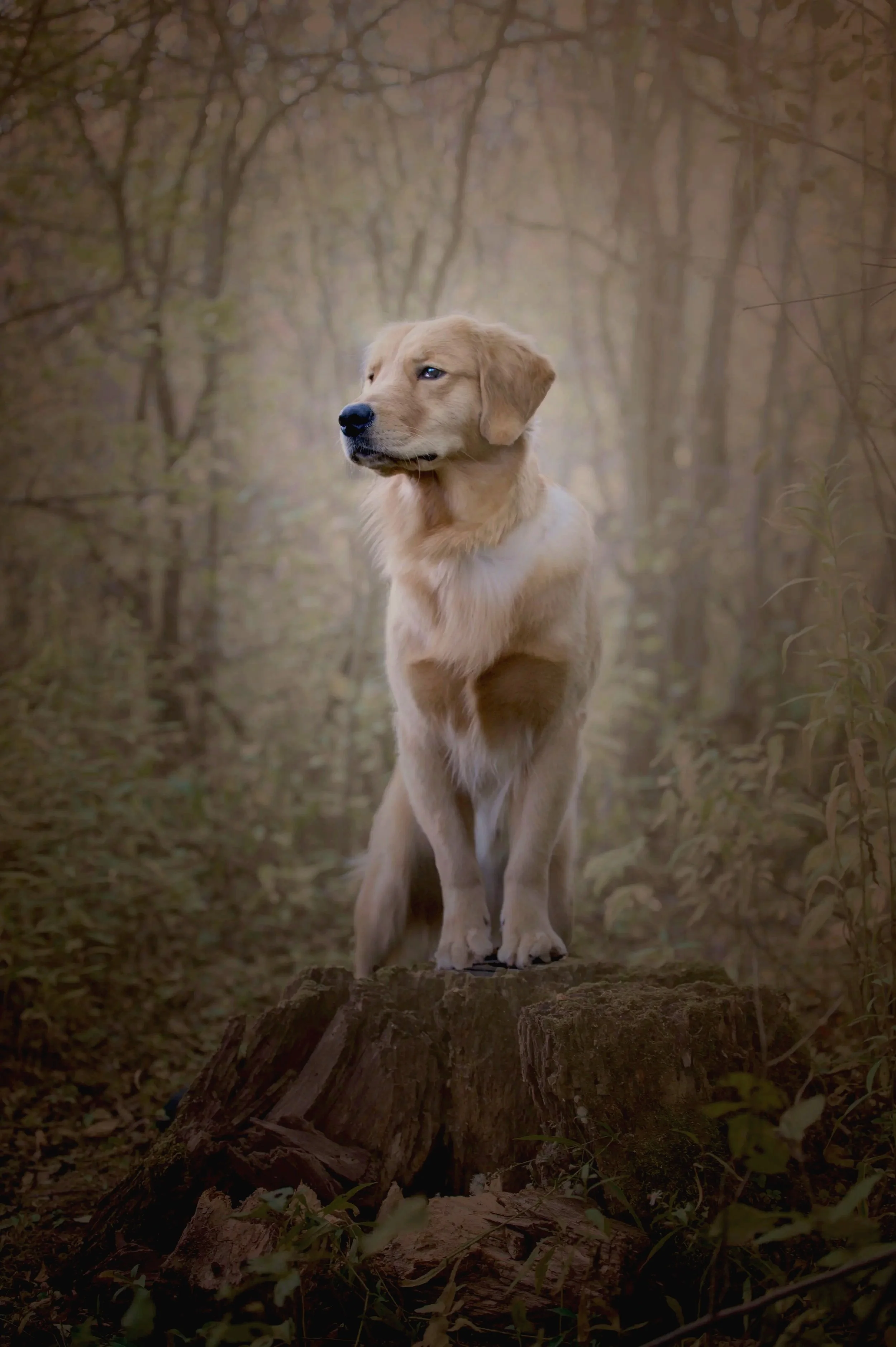 Golden Retriever posing on a log at Stevensville Conservation area, Stevensville, Ontario